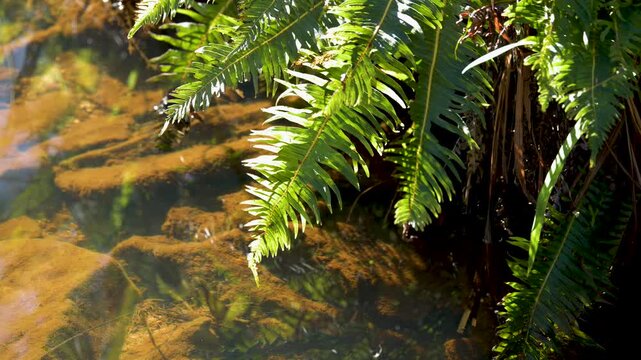 Green Ferns Overhanging a Forest Stream in Wentworth Falls
