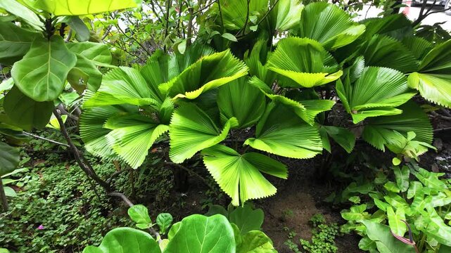 Vibrant Green Licuala Grandis Fan Palm Leaves in Tropical Garden