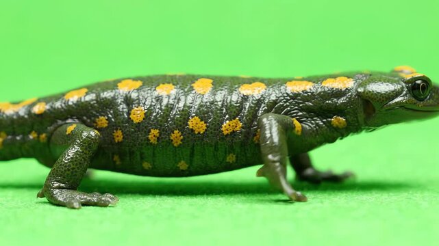Macro shot of a green salamander walking across a bright green screen background with smooth movements and realistic textures