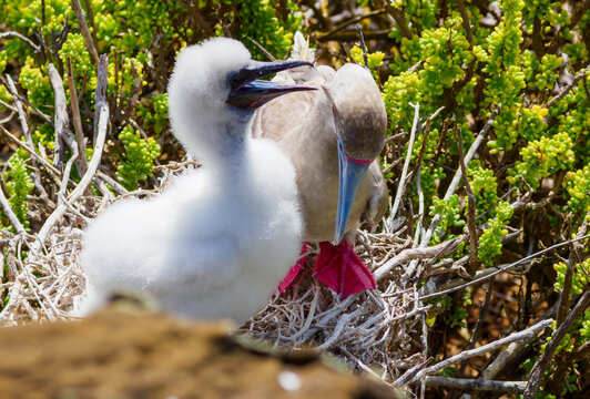 An adult red-footed booby (Sula sula) sitting on a nest with its fluffy white chick on San Cristobal Island, Galapagos, Ecuador