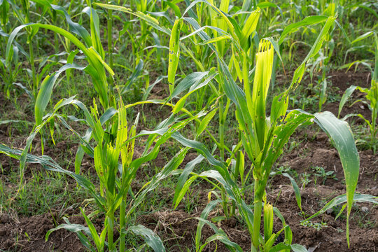 Corn plant damaged by insect pest larva caterpillar attack, eaten green leaf holes, agricultural crop disease destruction threat, close up field farm view.