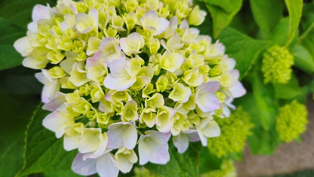 Close-up of pale green and white hydrangea flowers in early bloom