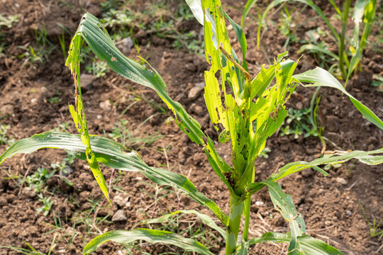 Corn plant damaged by insect pest larva caterpillar attack, eaten green leaf holes, agricultural crop disease destruction threat, close up field farm view.