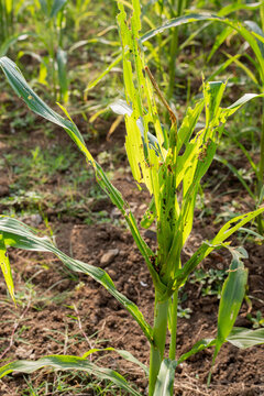 Corn plant damaged by insect pest larva caterpillar attack, eaten green leaf holes, agricultural crop disease destruction threat, close up field farm view.