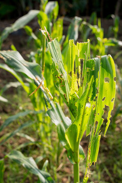 Corn plant damaged by insect pest larva caterpillar attack, eaten green leaf holes, agricultural crop disease destruction threat, close up field farm view.