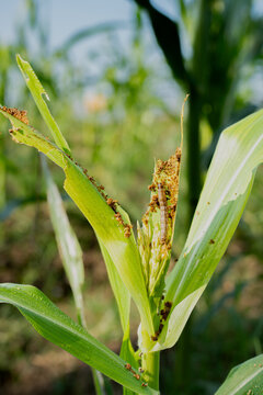 Fall armyworm pest damaging green corn plant leaves in agricultural field. Spodoptera frugiperda infestation destroying maize crop harvest. Micro stock photography