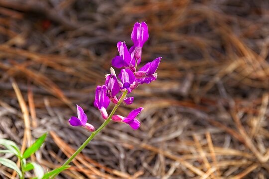 Closeup of a vivid purple Spring Pea, Lathyrus vernus, growing out of a bed of dry pine needles. Sunset Crater Volcano National Monument, Flagstaff, Arizona.