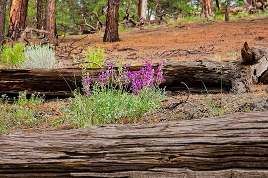 A vivid purple Spring Pea, Lathyrus vernus, bush growing between two fallen logs. Other plants are in the background.  Sunset Crater Volcano National Monument, Flagstaff, Arizona.