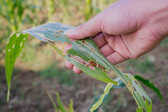 Farmer hand holding damaged corn leaf as fall armyworm caterpillar crawls on its surface in agricultural field. Macro close up of crop destruction