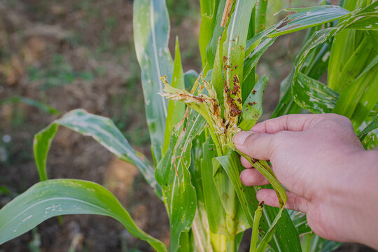 Farmer hand inspecting corn borer pest damage on green leaves and tassel in agricultural field, closeup