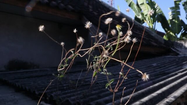 Wild Tridax daisy (Tridax procumbens) weeds gently swaying in the wind while growing on the edge of a residential house rooftop beneath a clear blue tropical sky.&nbsp; 