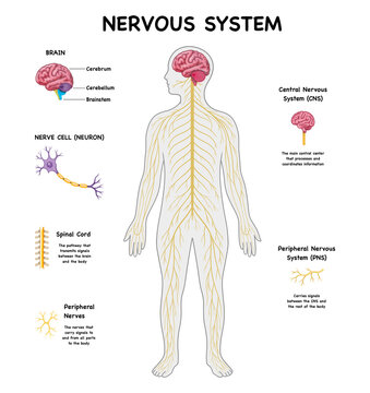 Human nervous system diagram mapping central cns and peripheral pns networks, detailing brain cerebrum, cerebellum, brainstem, spinal cord fibers, and individual neuron cell morphology