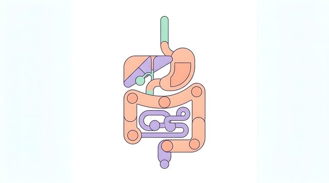 Stylized vector illustration of the human digestive system showing stomach, intestines, and liver.