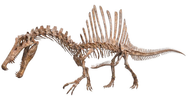 Complete skeletal reconstruction of a Spinosaurus dinosaur, showcasing its distinctive dorsal sail and elongated snout.