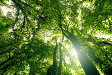 Looking up view of tree trunk to green leaves of tree in forest with sun light. Fresh environment in green woods. Forest tree on sunny day. Natural carbon capture. Sustainable conservation and ecology