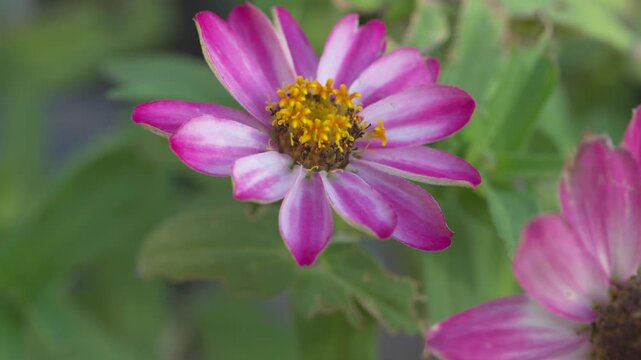 Zinnia Garden