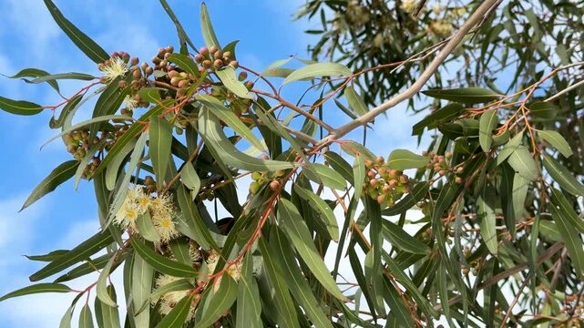 Flowering Eucalyptus Branch with Yellow Blossoms and Gumnuts