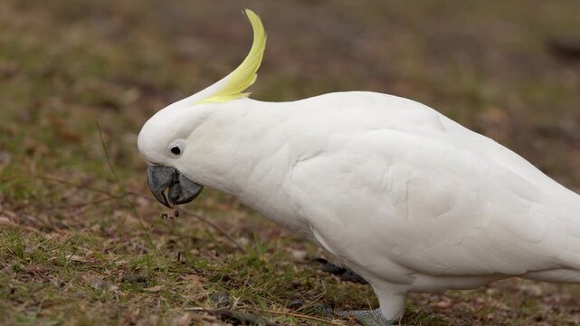 Sulphur-Crested Cockatoo Foraging on the Ground in Australia