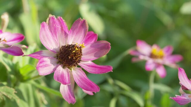 Zinnia garden