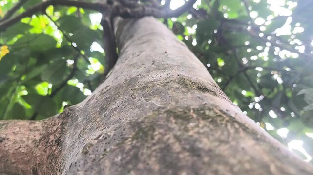 A tree trunk with bark that is mostly grayish-brown and has a relatively smooth surface