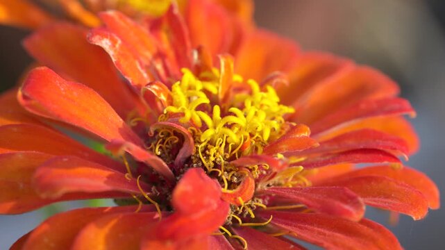Zinnia garden
