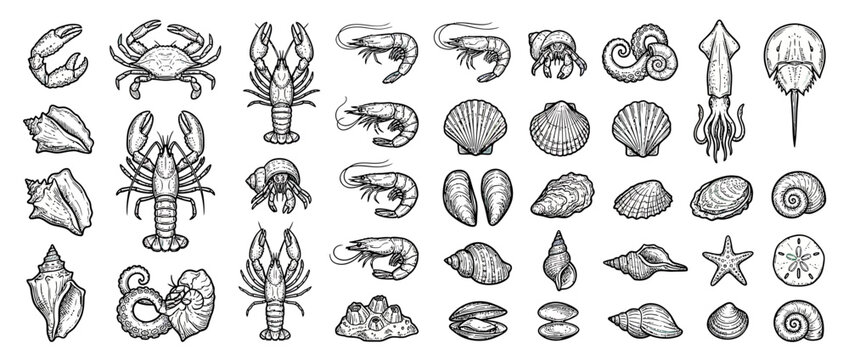 Collection of Hand-Drawn Seafood and Shells Illustrations