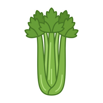 Fresh Green Celery Stalks Isolated Icon on White Background