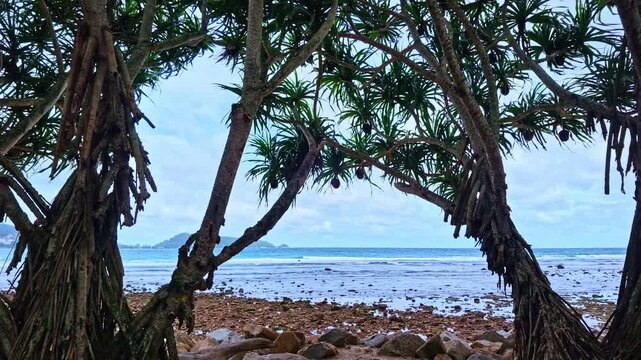 A tranquil tropical beach scene framed by mature pandanus trees, revealing turquoise waters, a rocky shoreline, and a distant island under a dramatic sky in Kalim beach, Phuket, Thailand.