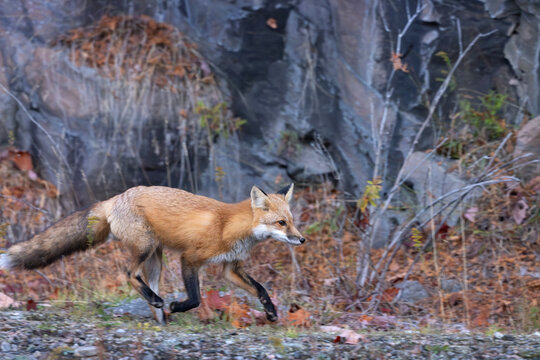 Side view profile of wild red fox Vulpes vulpes trotting on rocky ground in autumn landscape in Algonquin Provincial Park Ontario Canada