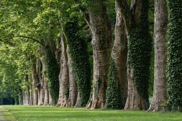Fototapeta premium Tree lined avenue with large ivy covered trunks and green grass in park