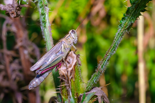 Grasshopper in Summer Garden Close Up Insect Wildlife Nature