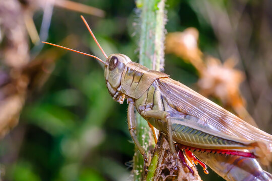Grasshopper in Summer Garden Close Up Insect Wildlife Nature