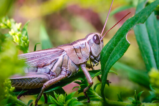 Grasshopper in Summer Garden Close Up Insect Wildlife Nature