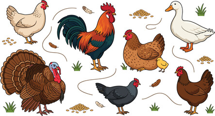 Set of domestic poultry vector illustrations featuring a colorful rooster hens with a baby chick a white duck turkey bird and grains © Md abusufian