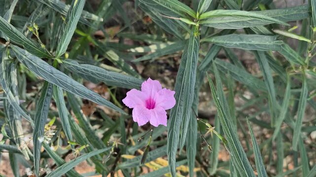 Close-up of pink Ruellia Simplex flowers blooming in the garden on a background of green leaves.