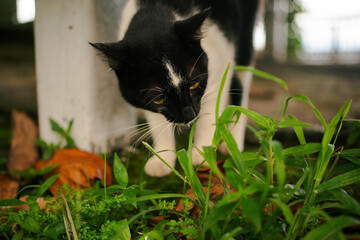 cat on the grass © IchbinTh4nhV1nh