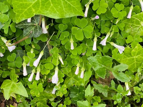 Herb Oxalis pes-caprae