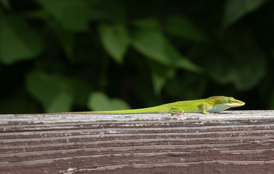 Green Anole Lizard (Anolis carolinensis) basking in the sun on a railing in a park in Louisiana. 