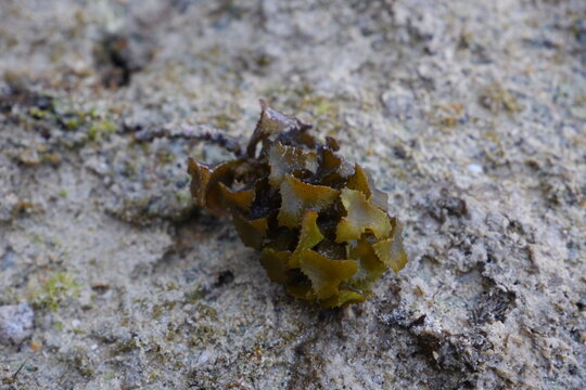 Close-Up of Brown Seaweed on Coastal Rock