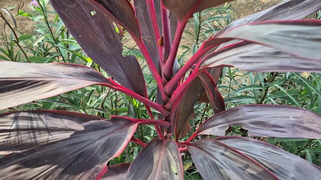 Close up of Red Ti Plant (Cordyline Fruticosa) with Vibrant Burgundy and Pink Leaves in Garden