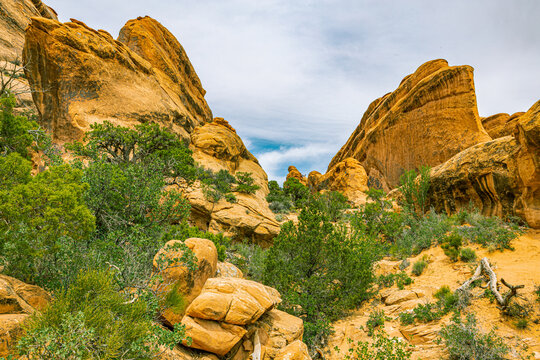 A narrow trail winds between towering orange sandstone walls lined with juniper trees in Devils Garden, Arches National Park.
