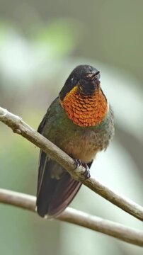 Vibrant Hummingbird with Orange Throat Perched on a Branch