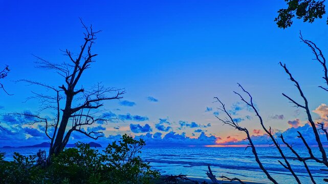 big Pine Tree Remains Along the Shoreline. A dramatic coastal landscape featuring giant driftwood, exposed roots, and ancient fallen trees shaped by continuous shoreline erosion and ocean wave action