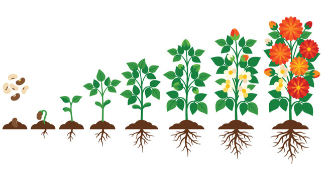 Bean plant growth stages from dry seed to flowering vegetable crop bloom.