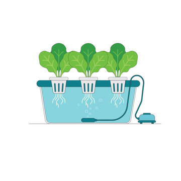 Hydroponic deep water culture system illustration featuring leafy green plants in net pots with roots, water reservoir, and air pump equipment