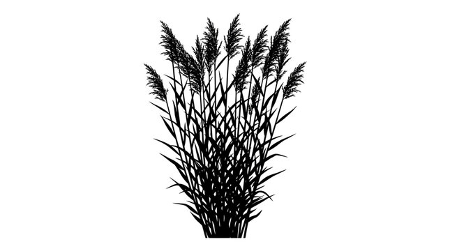 CAD tree lines Tree Black tree silhouette Pampas grass silhouette vector, black reed plant illustration on white background, decorative marsh grass and botanical foliage element for landscape