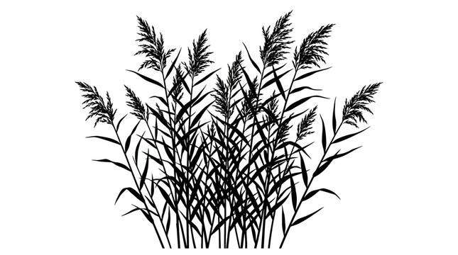 CAD tree lines Tree Black tree silhouette Black silhouette of common reed grass, aquatic plant vector illustration, marshland pampas grass and bulrush swamp vegetation on white background Vector