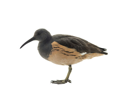 Full length profile of a wading bird with a long curved beak, grey plumage on top and orange underbelly isolated on a solid black background