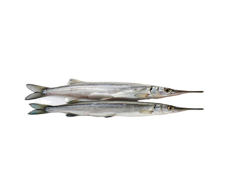 Pair of long slender silver needlefish arranged horizontally on a black background showing consistent anatomical features for comparative marine biology