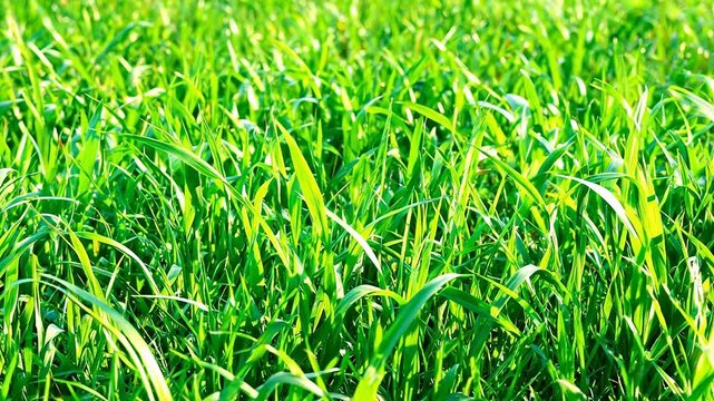 Close-up of vibrant green grass swaying gently in the breeze under bright sunlight